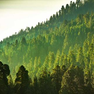 GreenWood Resources