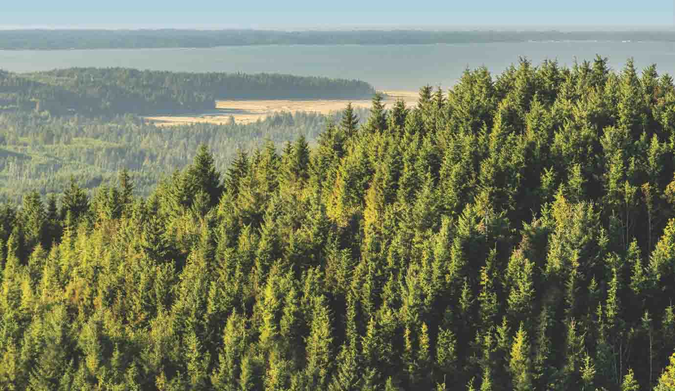 Timberland in der Nähe einer Küste
