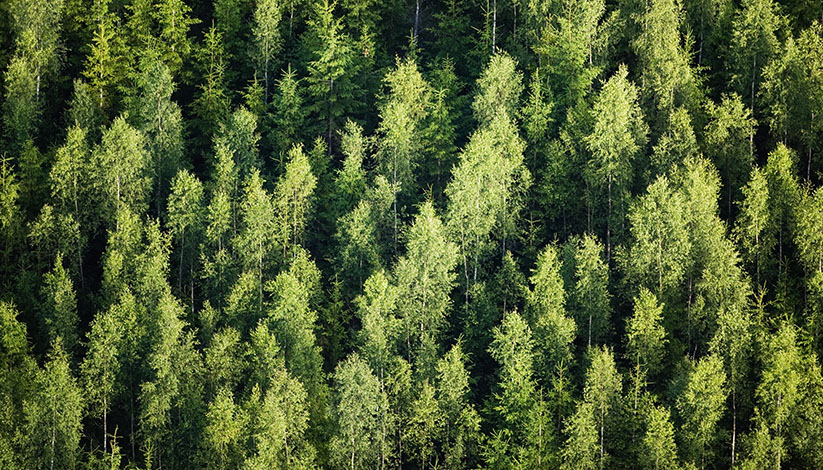 Investitionen in Waldflächen
