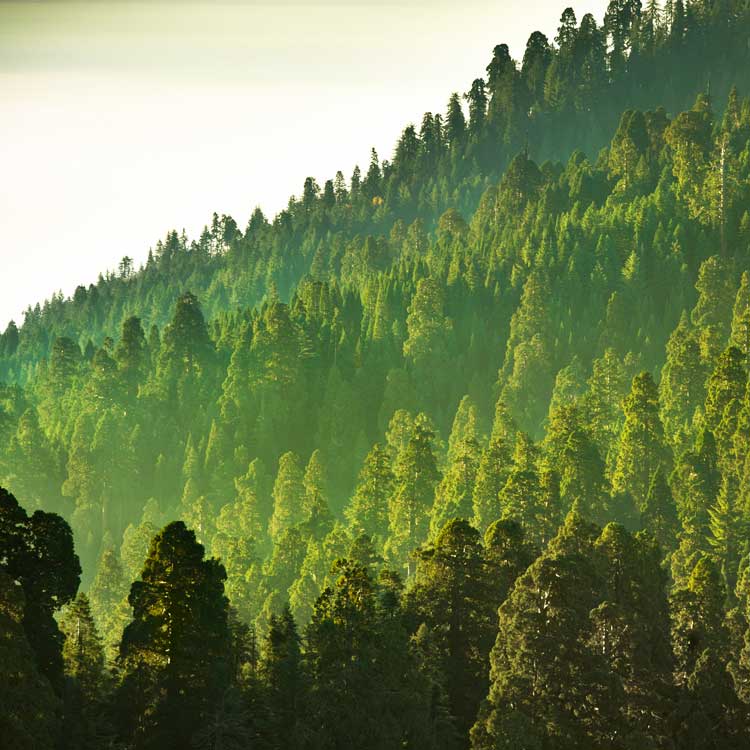 GreenWood Resources