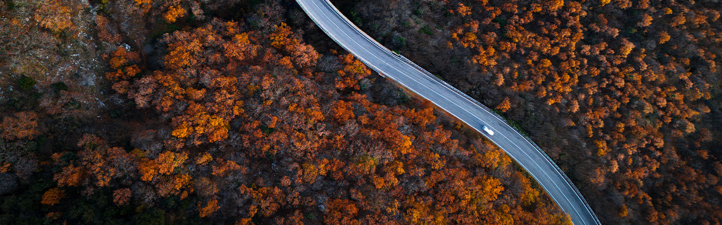 Waldbilder und der Buchstabe n