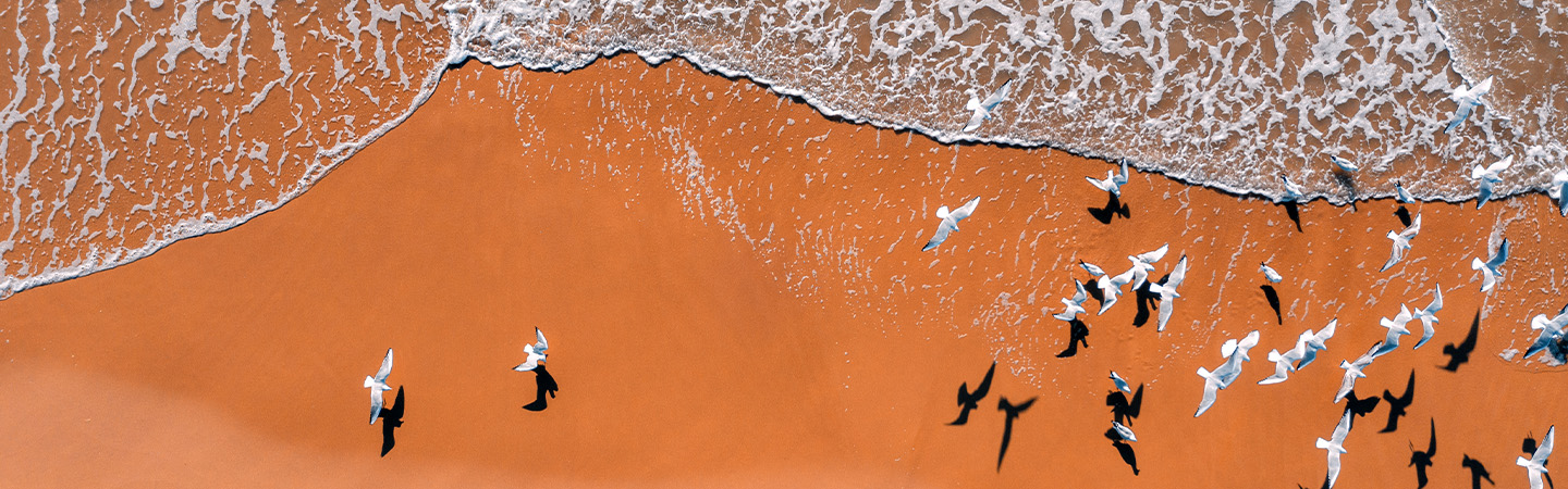 Birds flying around sea