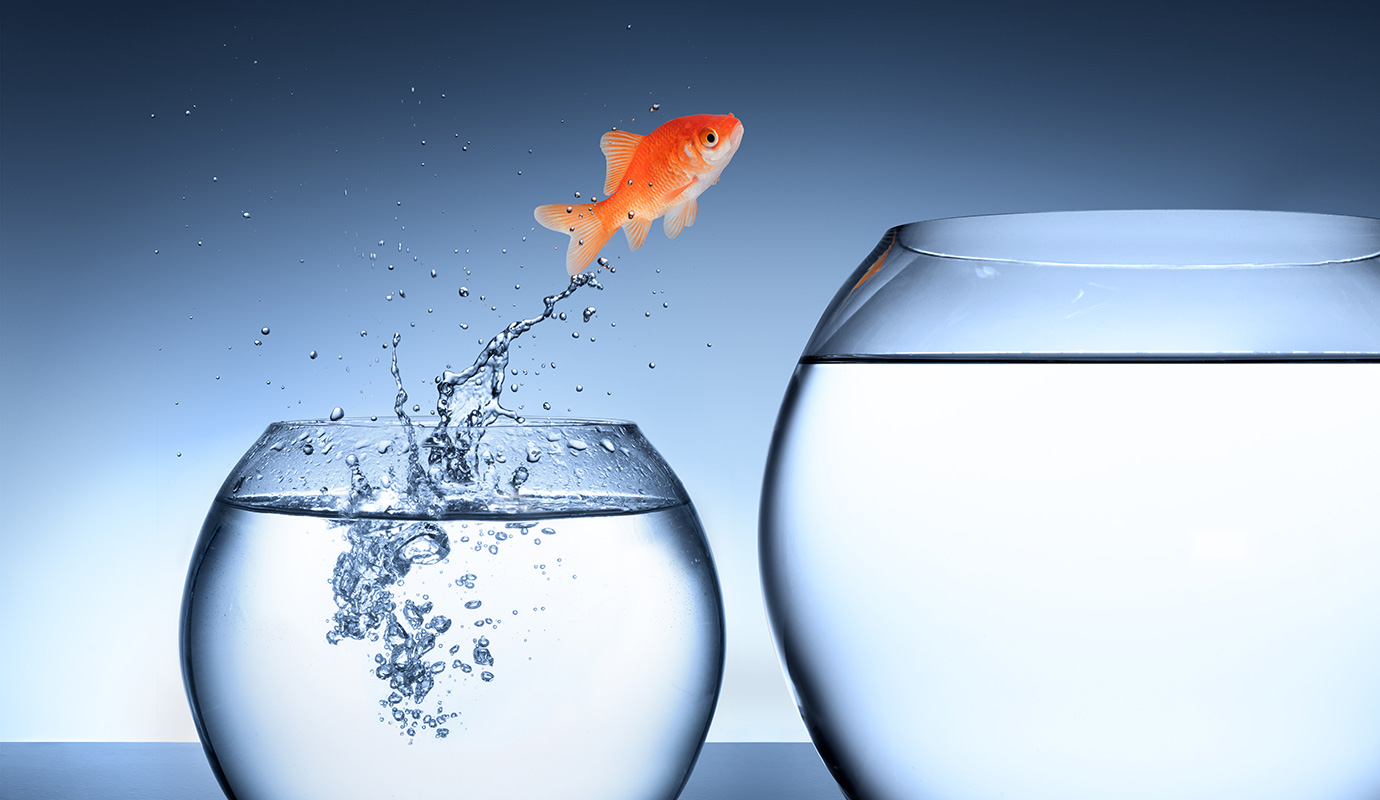 A goldfish leaps from one fish bowl to a bigger one