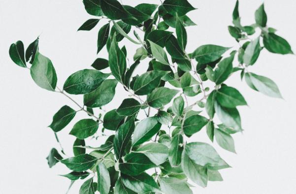 cluster of plant leaves