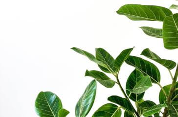 indoor plant leaves