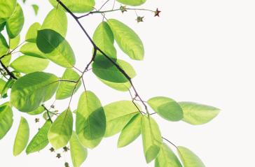 light green leaves of stems