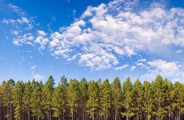 sustainable forest