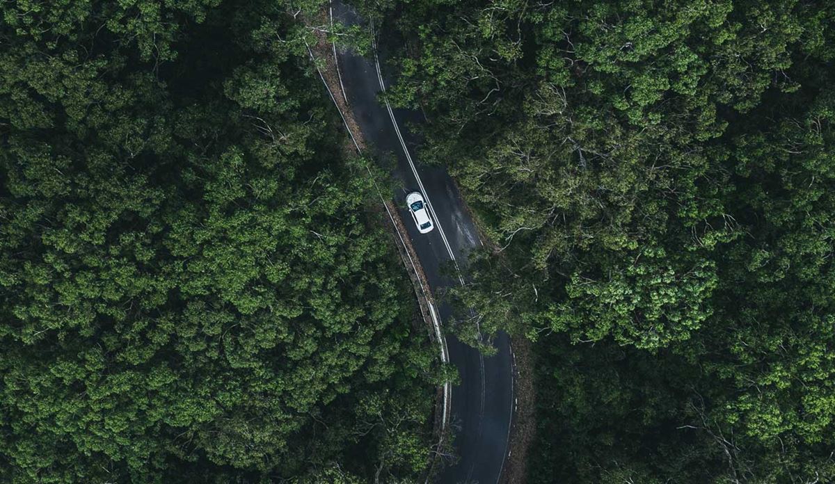 Road through forest