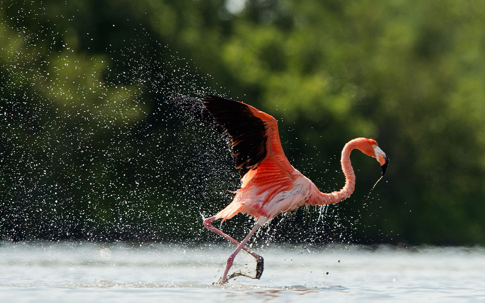 A flamingo takes flight out of water