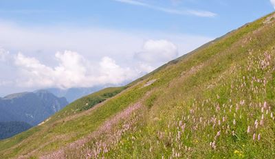 Green hillside with pink wildflowers and distant mountains under a cloudy sky.