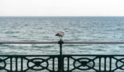 Seagull resting on a fence.