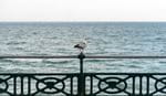 Seagull resting on a fence.