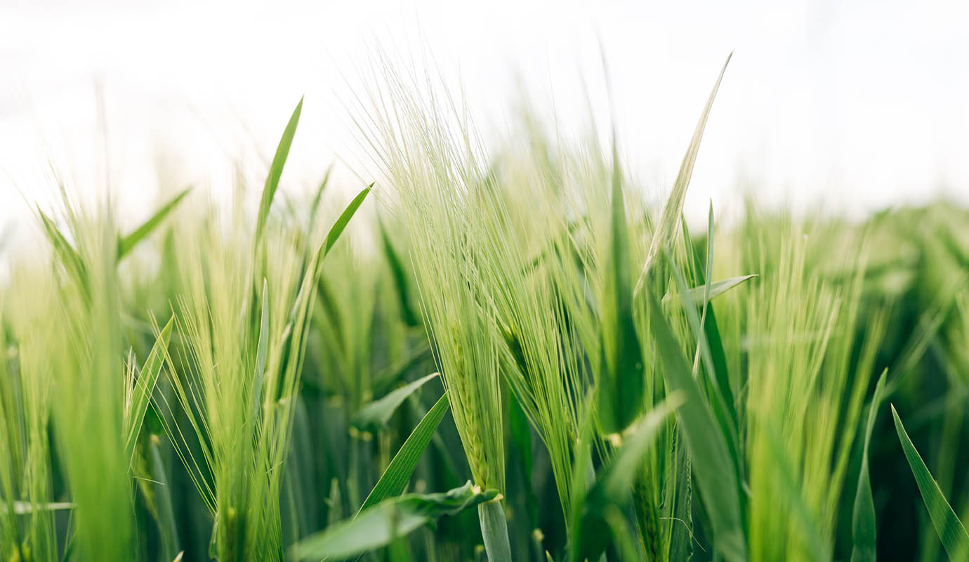 Tall grass