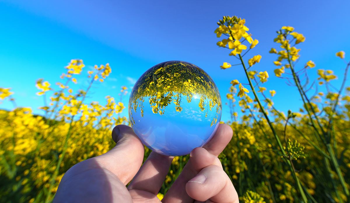 A person holds a glass ball in front of a vibrant field of yellow flowers, capturing the scene's beauty and color.
