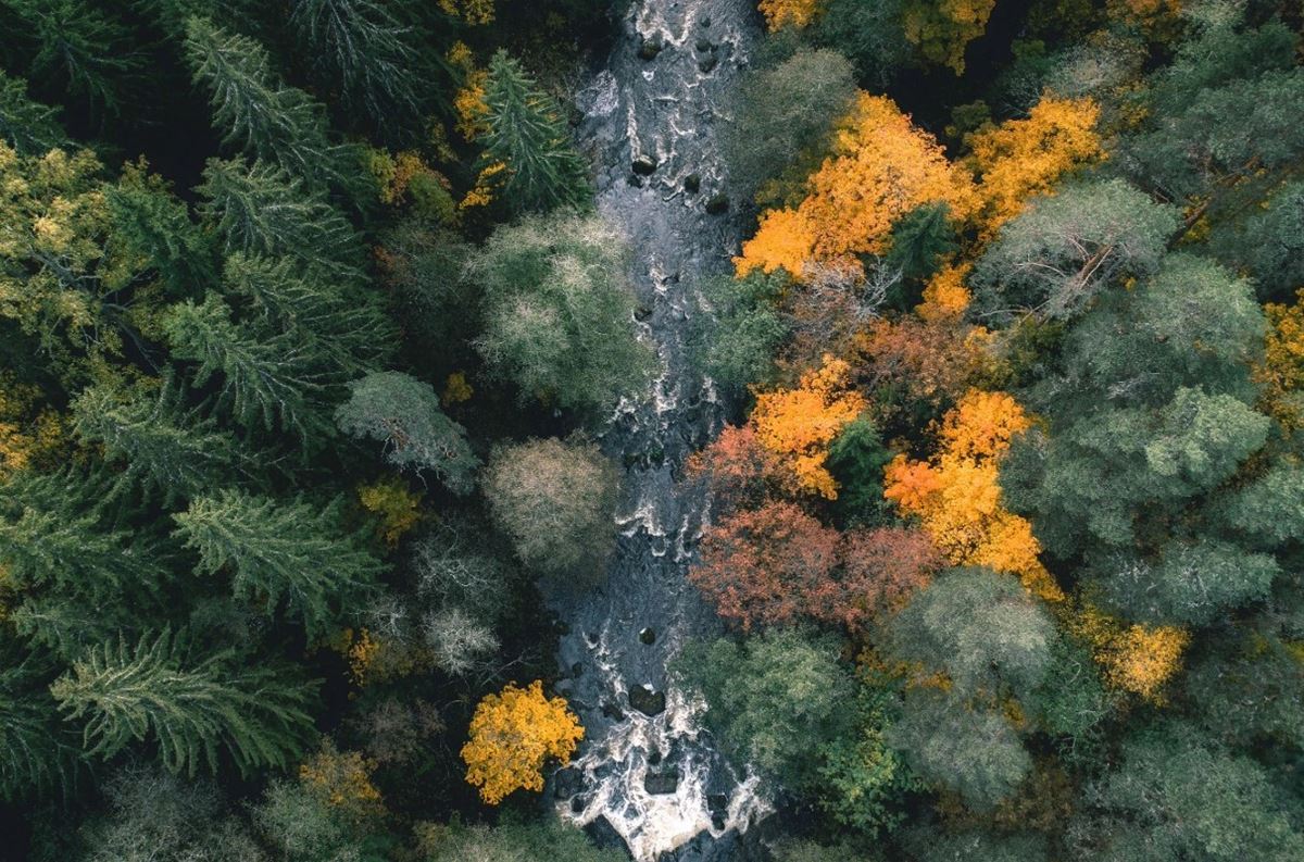 Aerial autumn forest with river