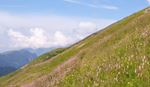 Green hillside with pink wildflowers and distant mountains under a cloudy sky.