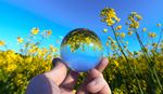 A person holds a glass ball in front of a vibrant field of yellow flowers, capturing the scene's beauty and color.
