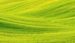 Green color background