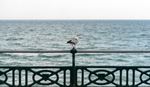 Seagull resting on a fence.