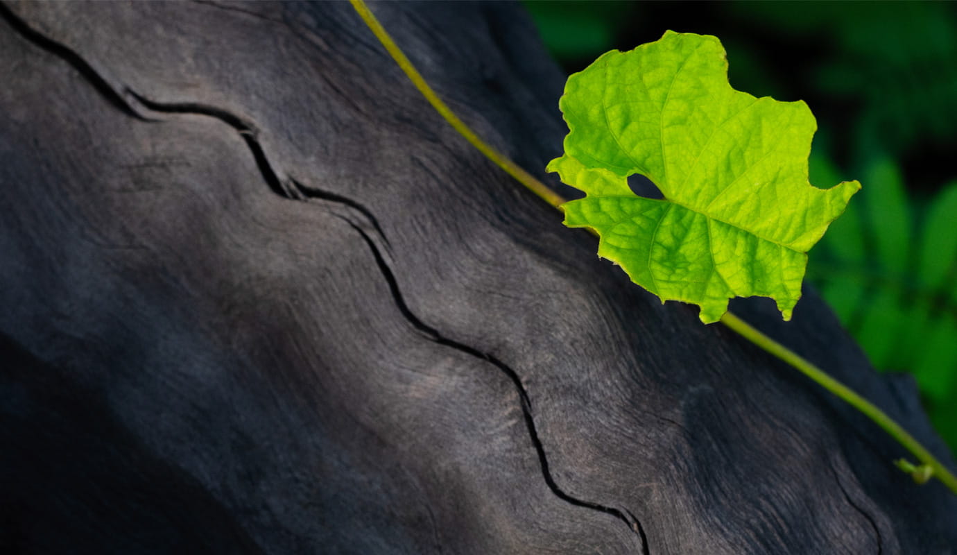 A leaf over a branch