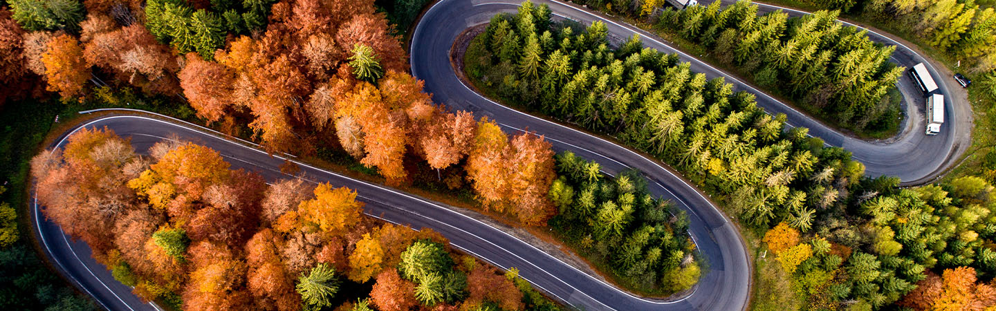 Bends in road amongst trees