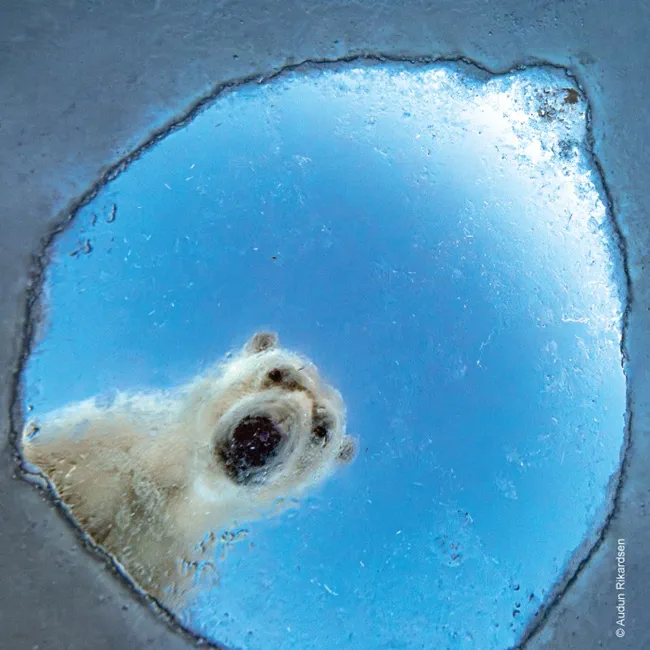 Polar bear staring down through a hole in ice