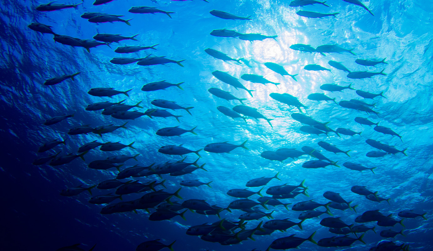 marine habitat