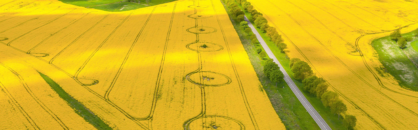 Fields of crop