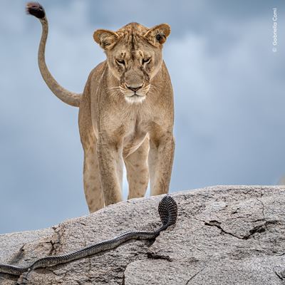 Lion and snake
