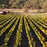 Rows of grapes growing