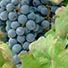 Wine grapes