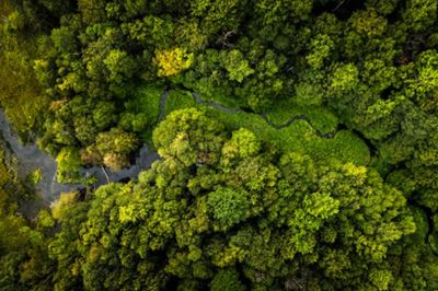 Green forest with stream of river.