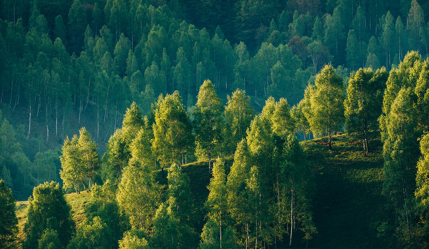 Sunlight falling on cluster of green trees on a hillside, with a darker forest in the background.