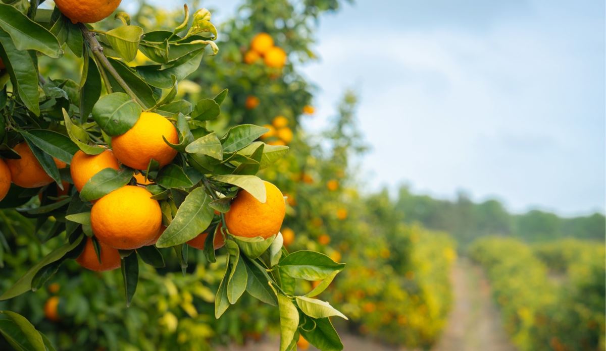 A cluster of ripe oranges hanging from a green tree branch under bright sunlight.