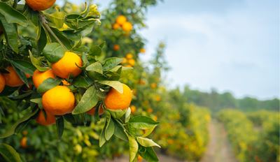 A cluster of ripe oranges hanging from a green tree branch under bright sunlight.