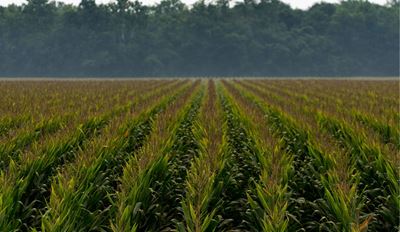 A wide field of green plants growing in neat rows under a misty sky