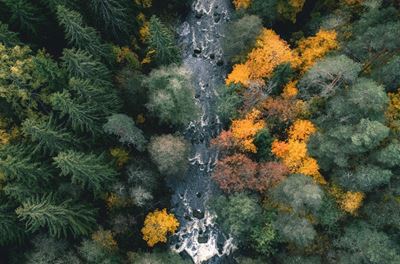 Aerial autumn forest with river