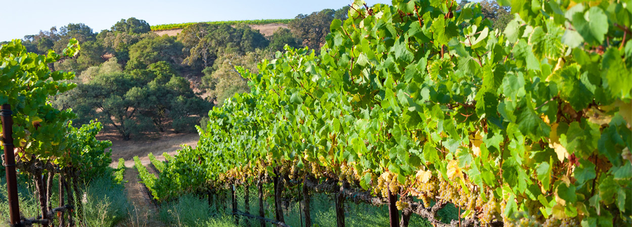 row of grapes 