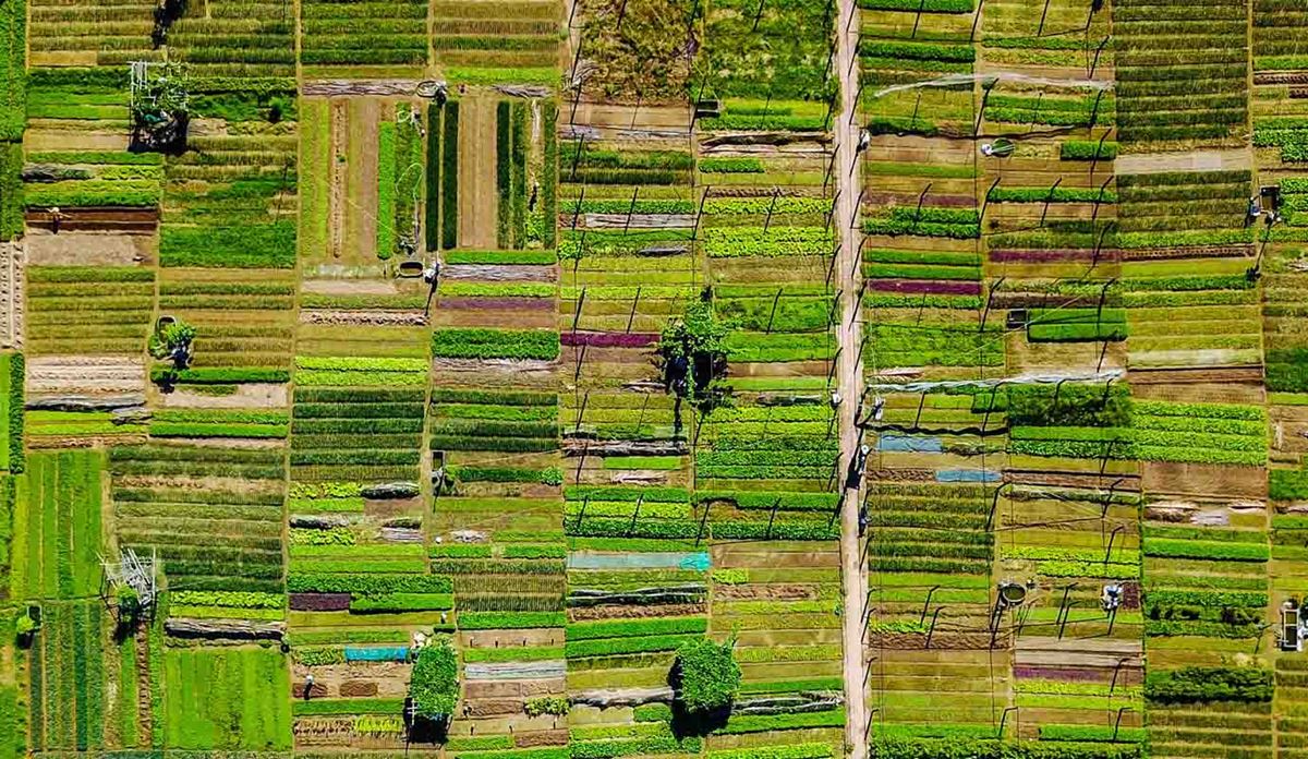 Aerial view of farmland