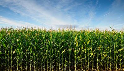 A field of corn stalks