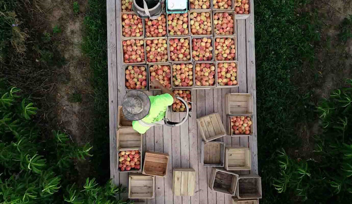 Freshly farmed fruit 