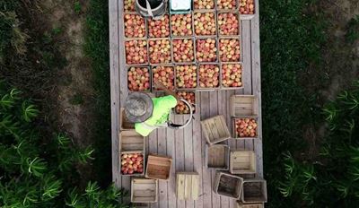 Freshly farmed fruit 