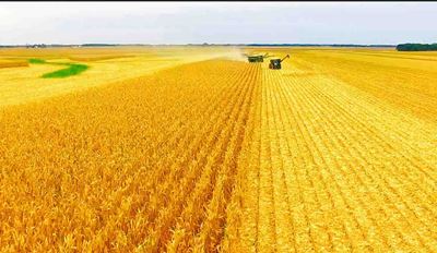 Grain fields being harvested 