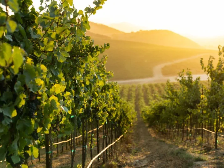 A scenic vineyard featuring neatly arranged rows of lush green grapevines laden with ripe grapes.