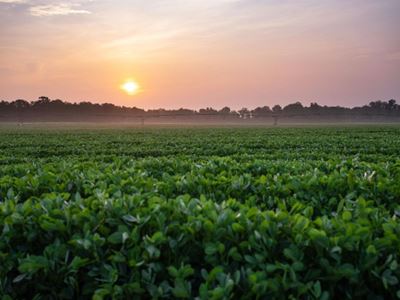 A vibrant field of green plants illuminated by the warm hues of a sunset in the background.