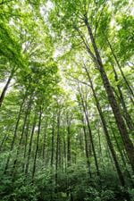 Lush forest canopy