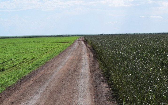 Brazil cover crop