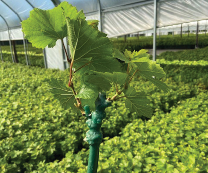 Grafted vines CA