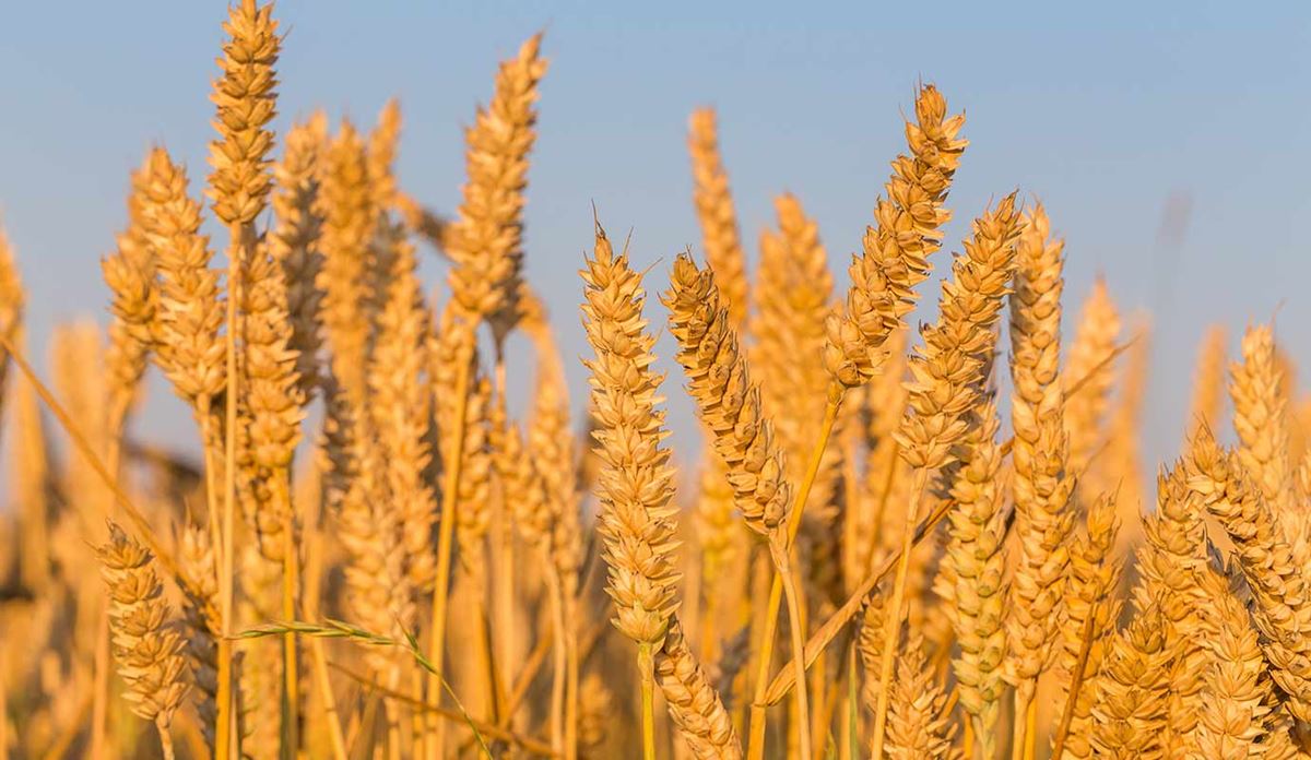 Grain in a field