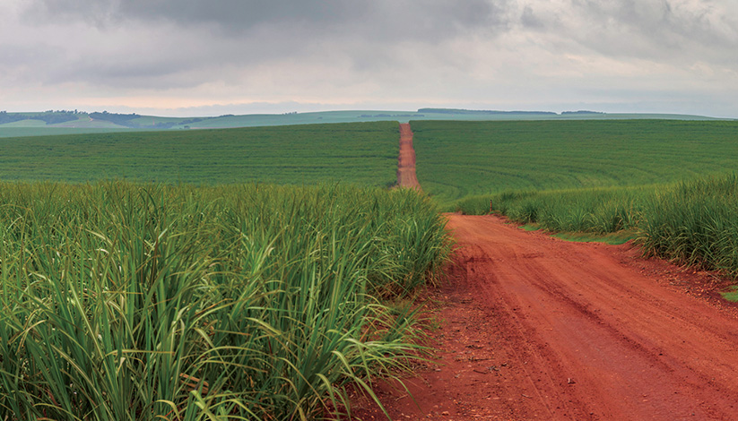 Green field with red shaded path